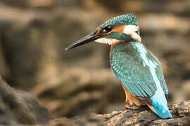 Common Kingfisher