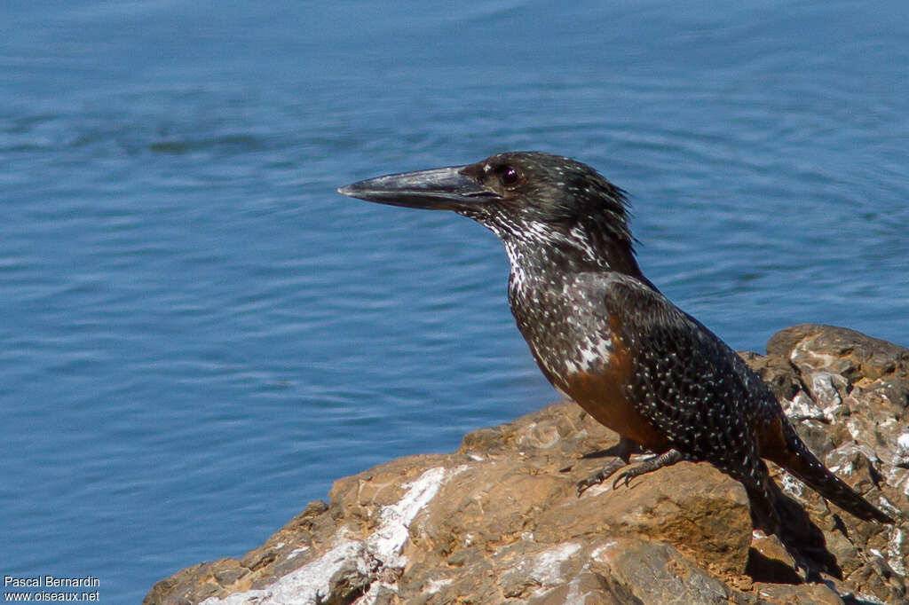 Martin-pêcheur géant femelle immature, identification