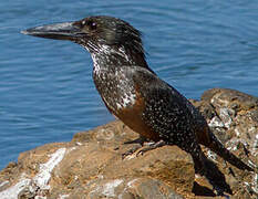 Giant Kingfisher