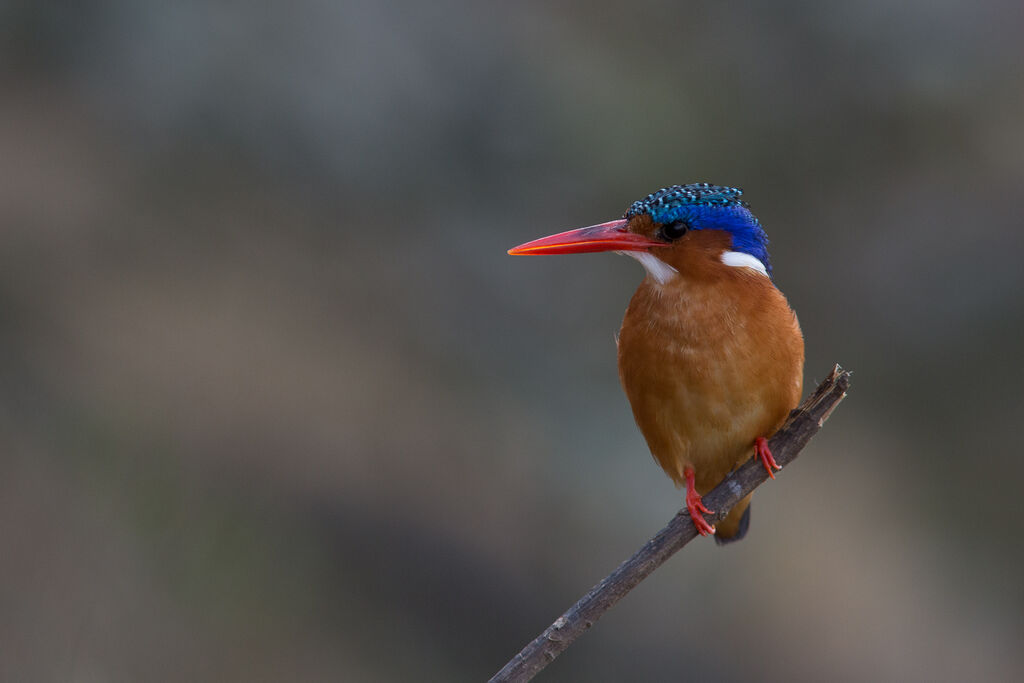 Malachite Kingfisher