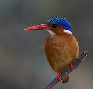 Malachite Kingfisher