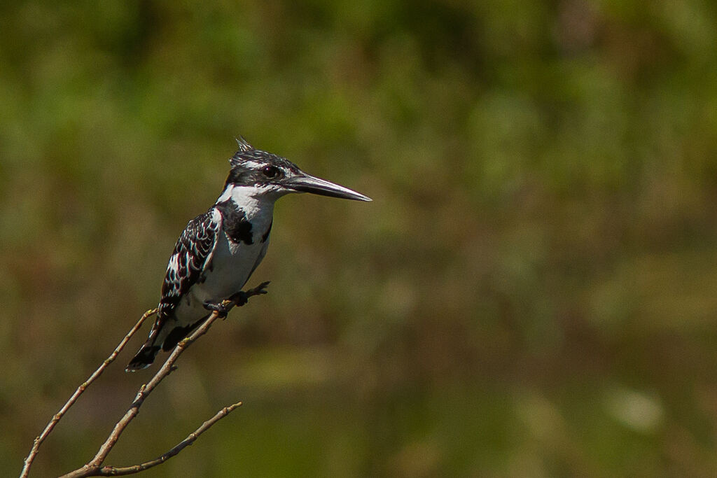 Pied Kingfisher