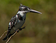 Pied Kingfisher