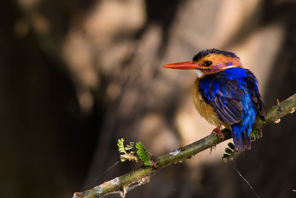African Pygmy Kingfisher