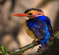 African Pygmy Kingfisher