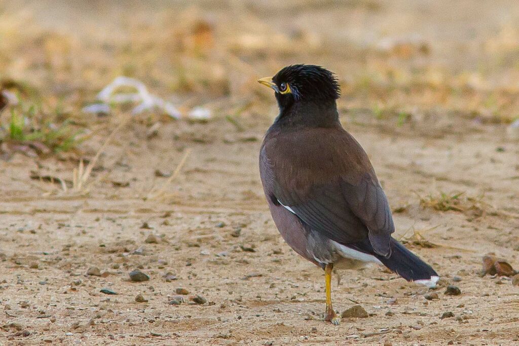 Common Myna