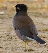 Common Myna