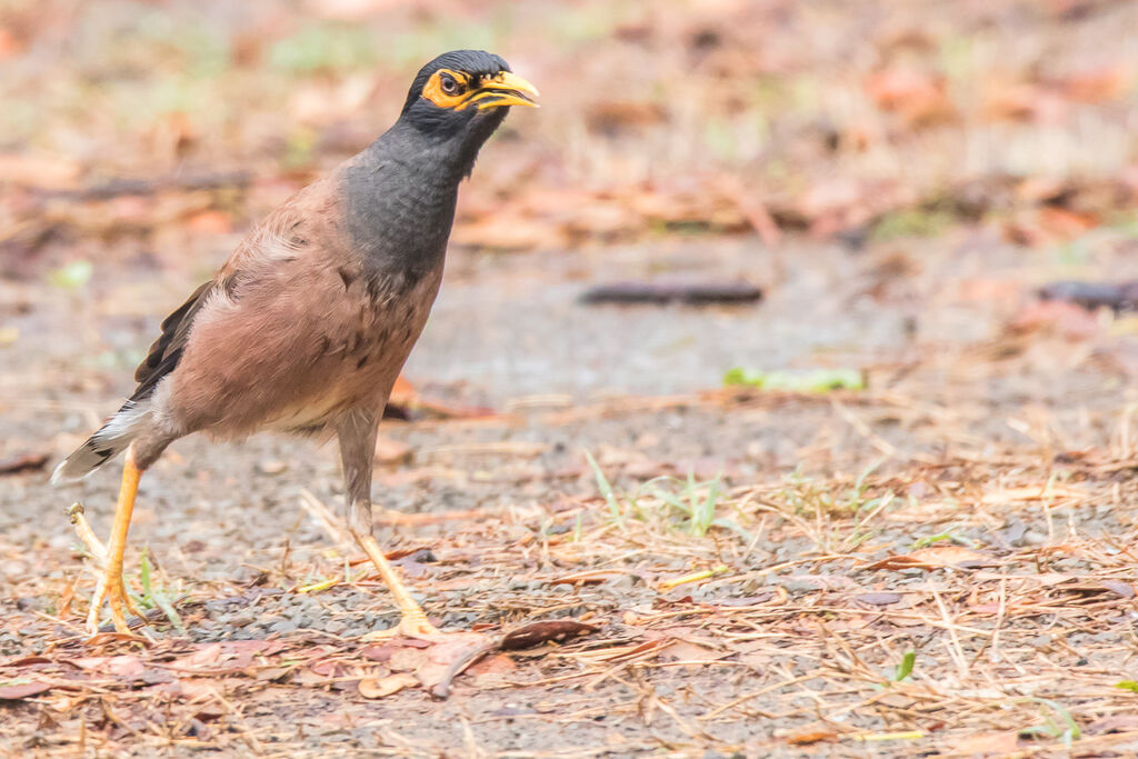 Common Myna, identification, walking