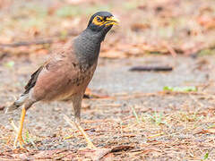 Common Myna