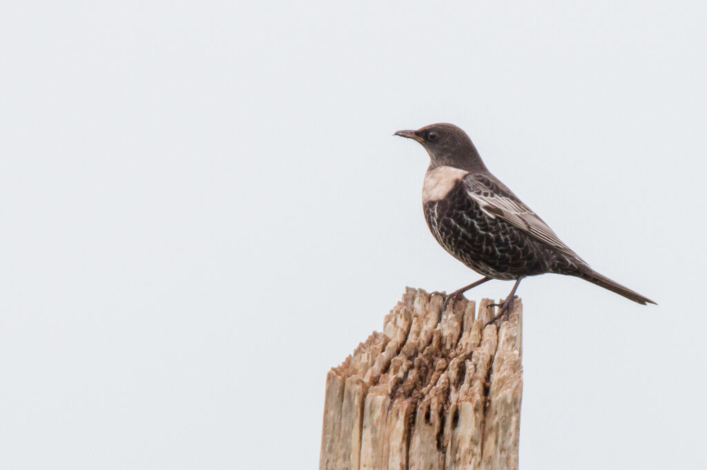 Ring Ouzel male