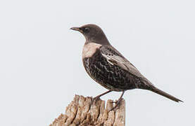 Ring Ouzel