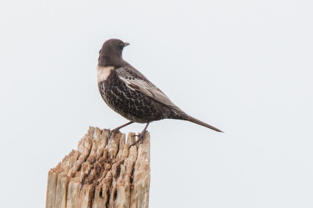 Ring Ouzel male