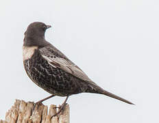 Ring Ouzel