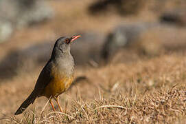 Abyssinian Thrush