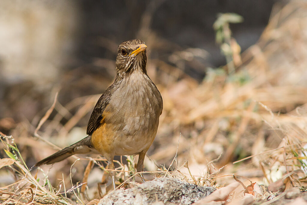 African Thrush