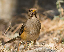 African Thrush