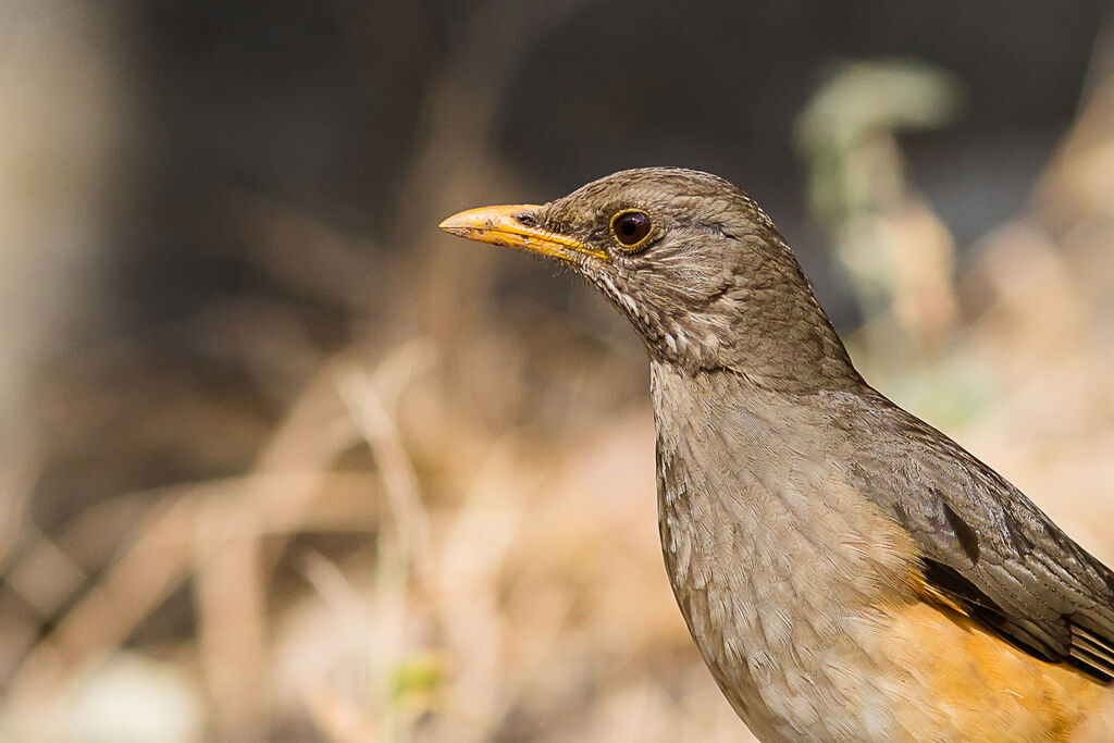 African Thrush