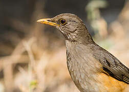 African Thrush