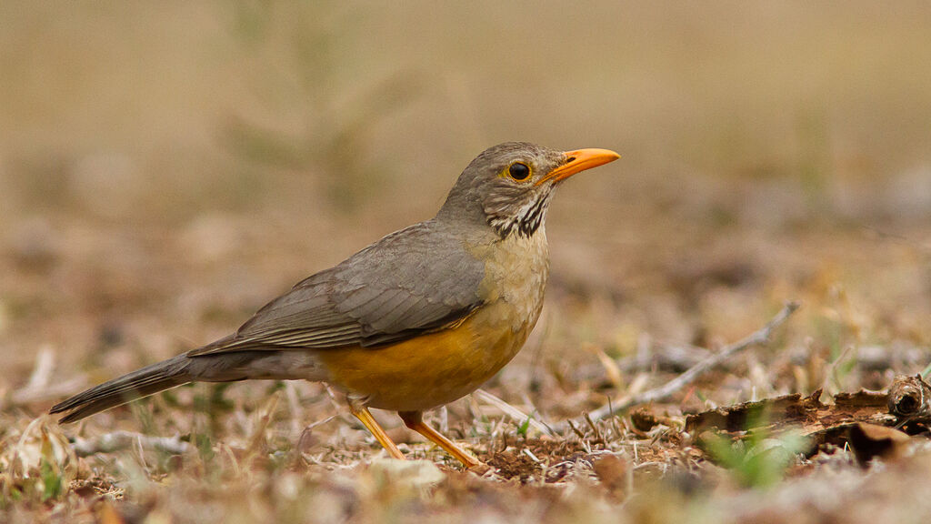 Kurrichane Thrush