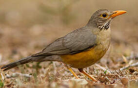 Kurrichane Thrush