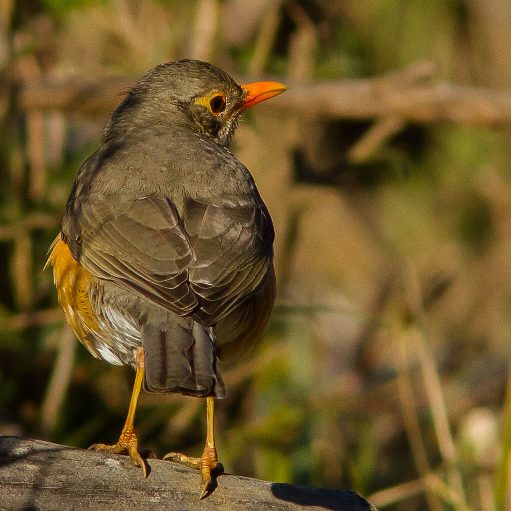 Kurrichane Thrush