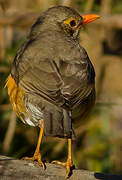 Kurrichane Thrush