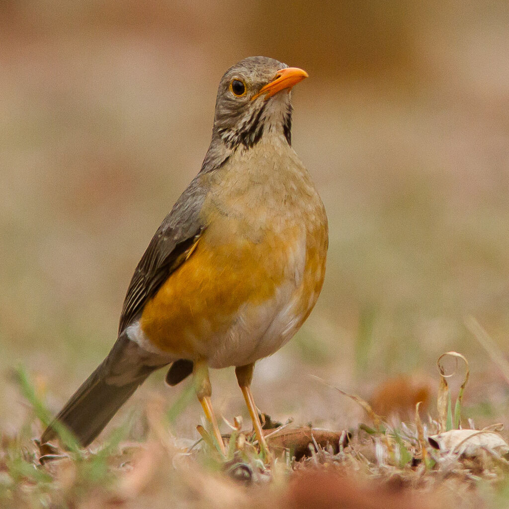 Kurrichane Thrush