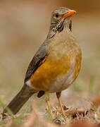 Kurrichane Thrush