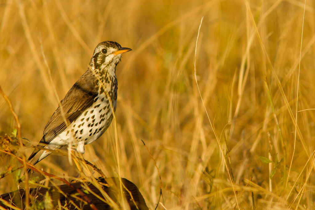 Groundscraper Thrush