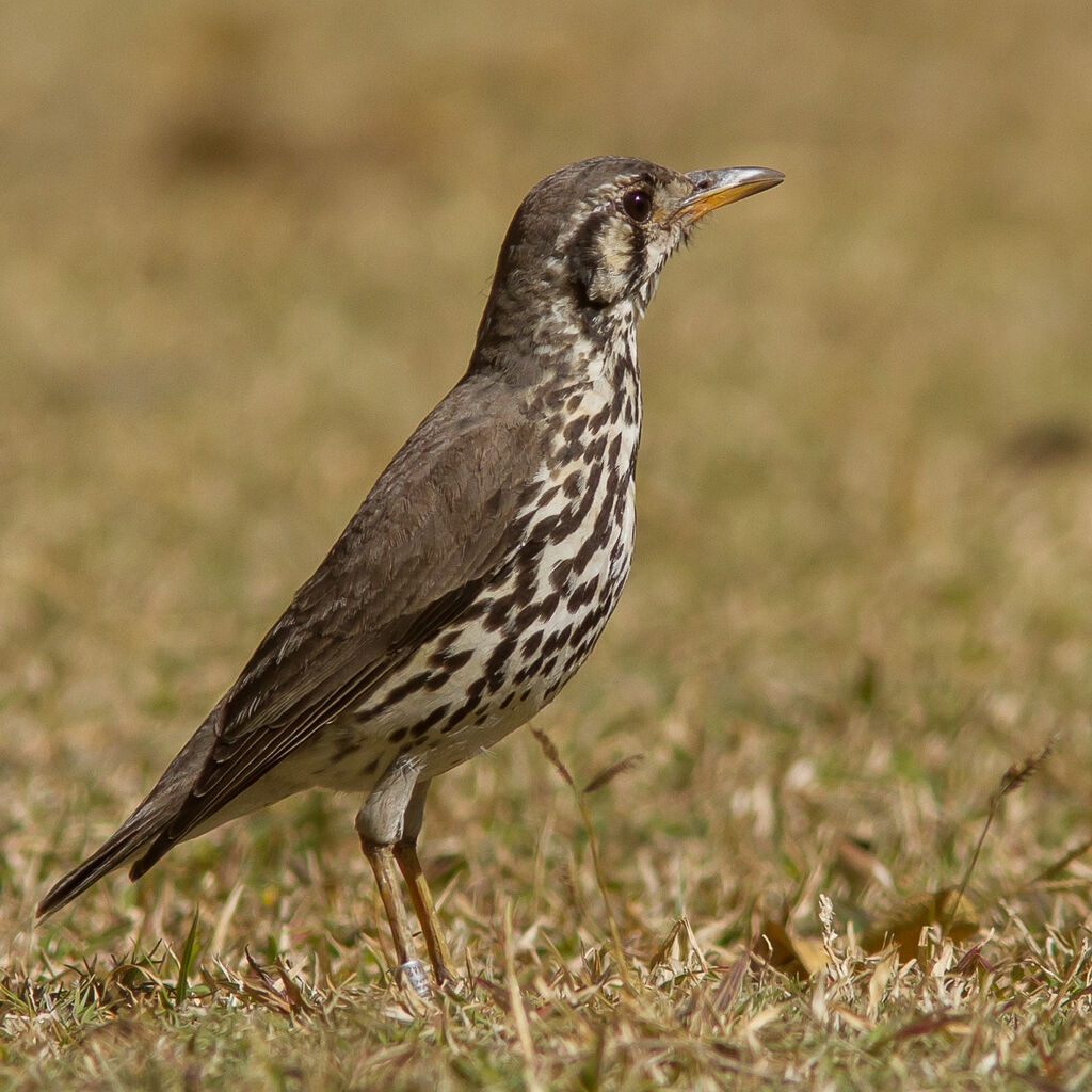 Groundscraper Thrush