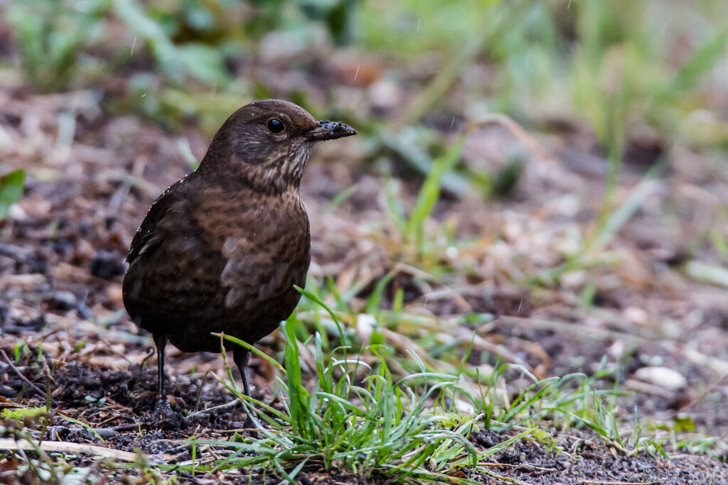 Common Blackbird female