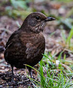 Common Blackbird