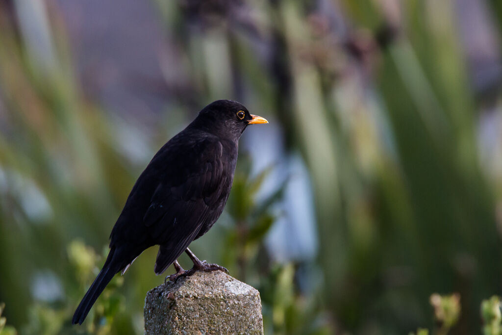 Common Blackbird male adult