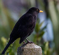 Common Blackbird