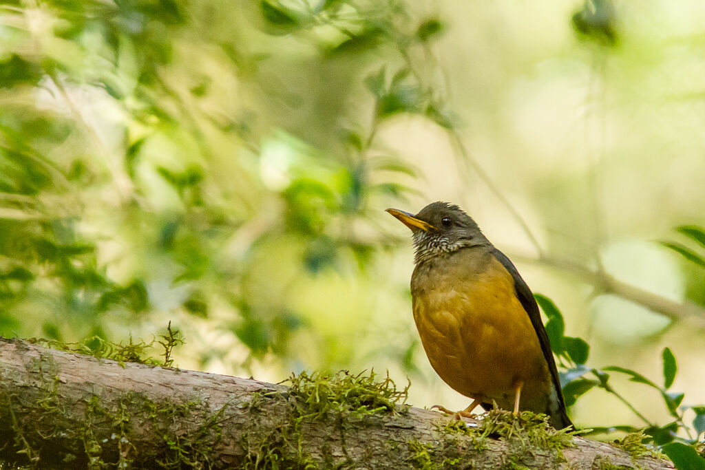 Olive Thrush