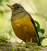 Olive Thrush