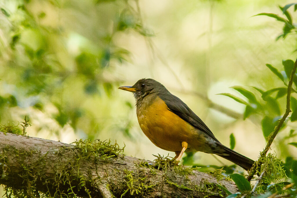 Olive Thrush