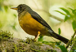 Olive Thrush