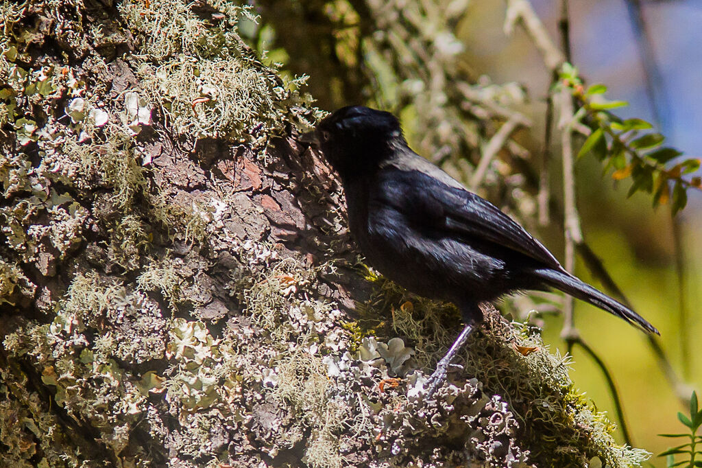 White-backed Black Tit