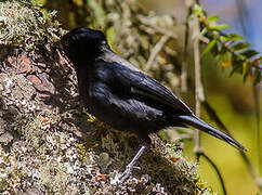 White-backed Black Tit