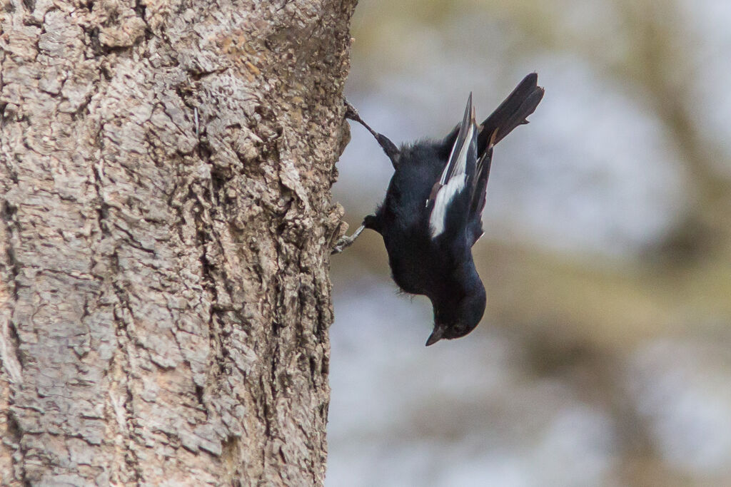 White-winged Black Tit