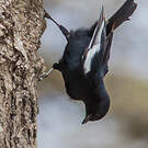 Mésange à épaulettes
