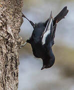 White-winged Black Tit