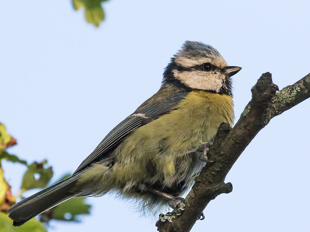 Eurasian Blue Tit