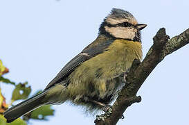 Eurasian Blue Tit