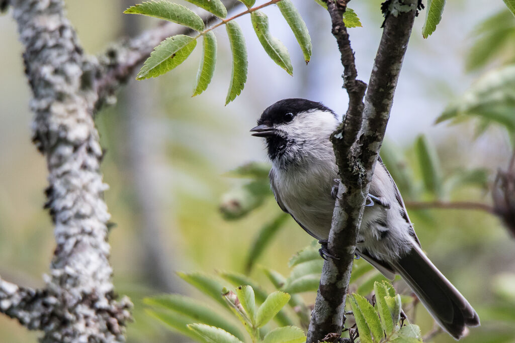 Mésange boréale