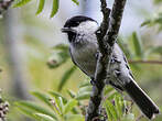 Mésange boréale