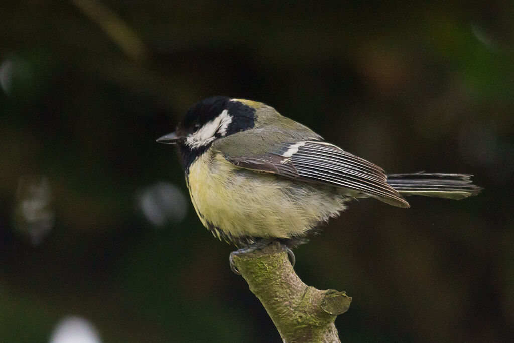 Great Tit