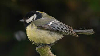 Great Tit