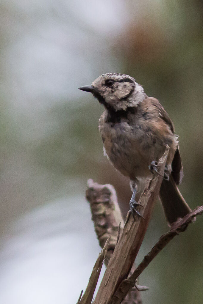 Mésange huppée